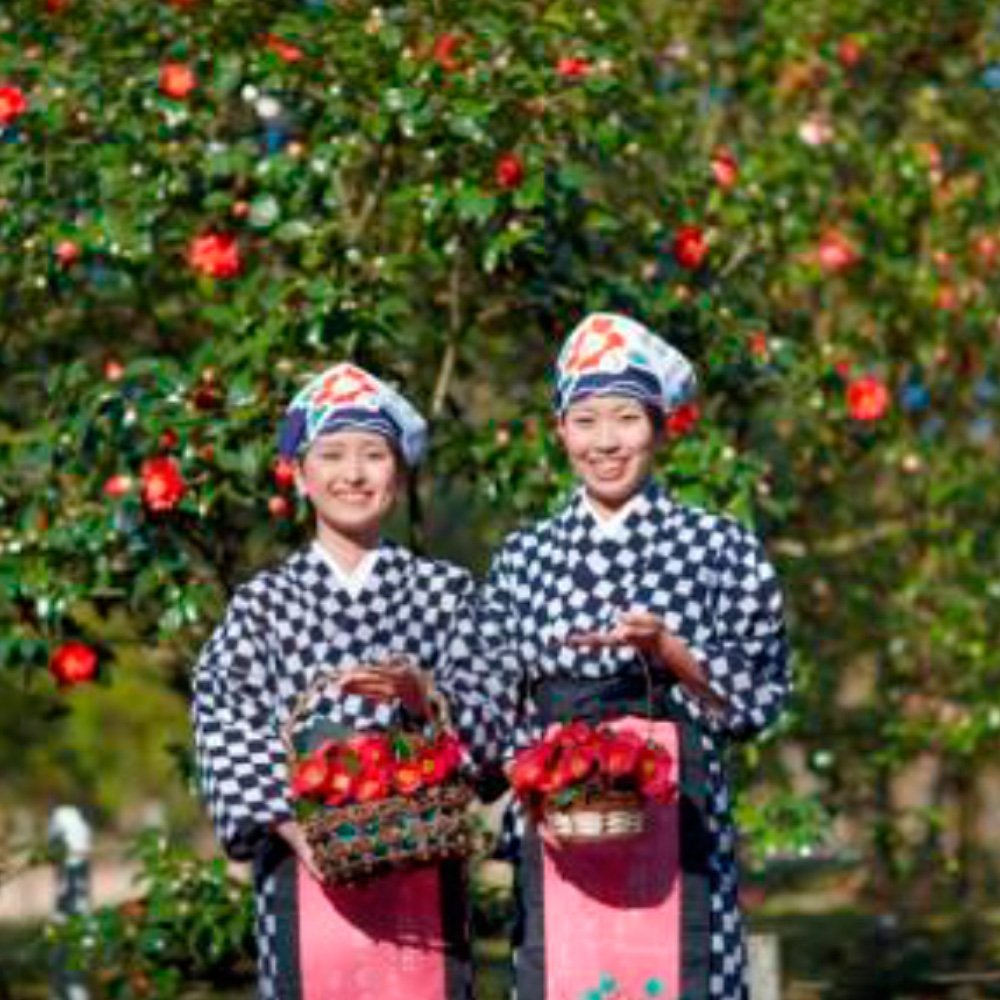 Camellia Oil
