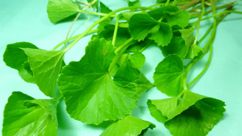 Centella Asiatica Hautpflege – Beruhigende Korean Skincare