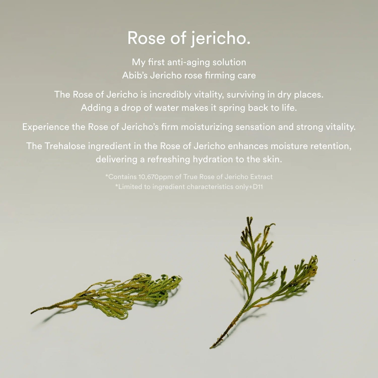 [Abib] Jericho Rose Collagen Pad Firming Touch [60 pads] - Skin Care